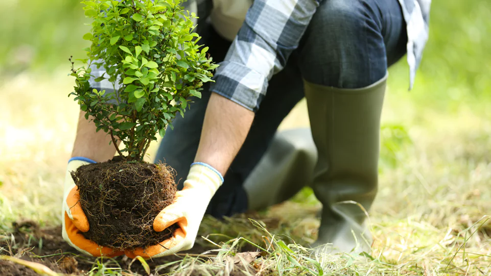 Woman Planting Trees
