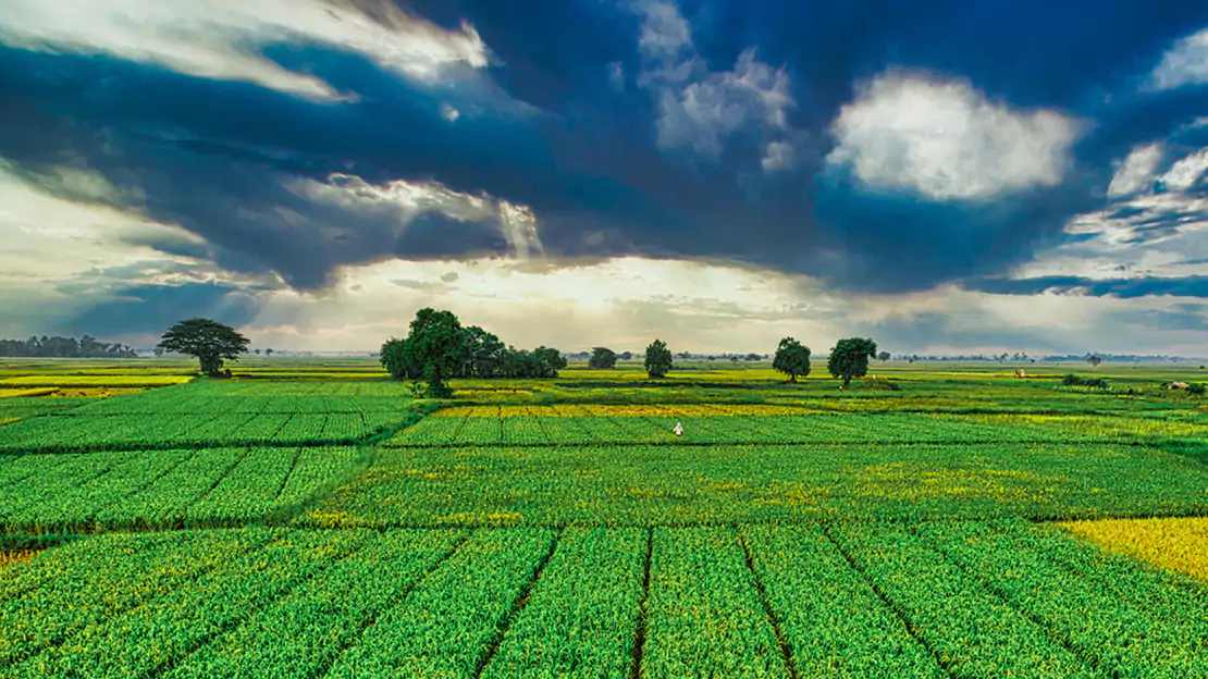 Farmland