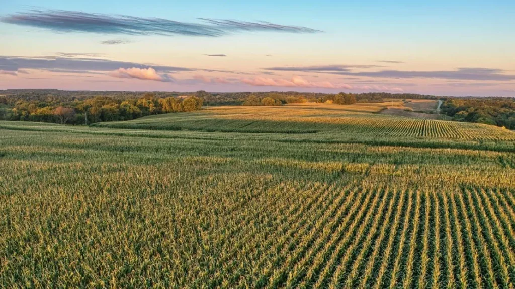 A large field of crops