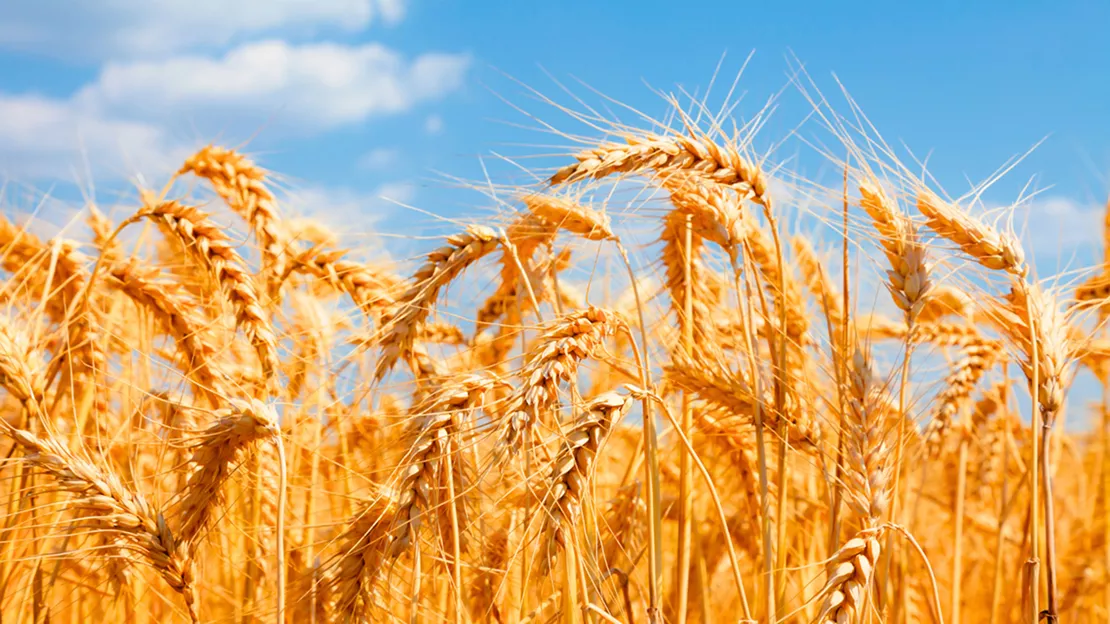 Golden Wheat Field